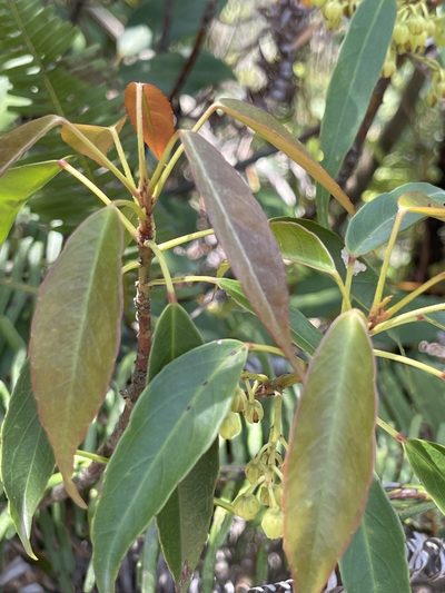 Elaeocarpus chinensis, photographed by Yj