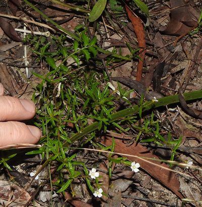 Mitrasacme alsinoides, photographed by Greg Tasney