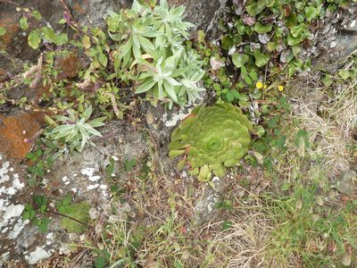 Aeonium glandulosum, photographed by aroche