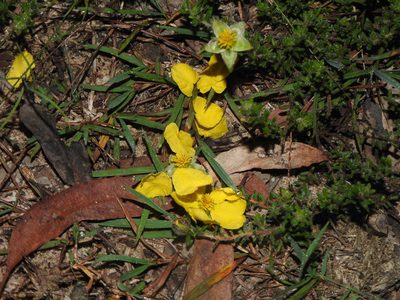 Hibbertia vestita, photographed by Greg Tasney