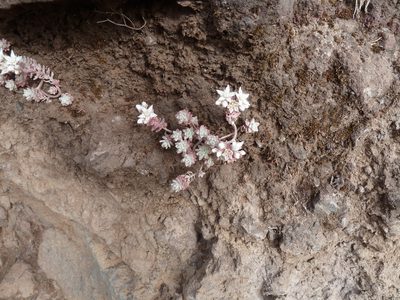 Sedum farinosum, photographed by aroche