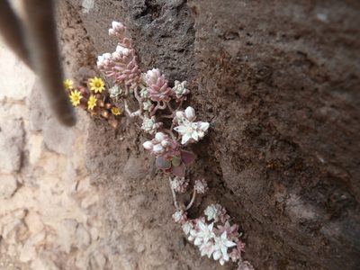 Sedum farinosum, photographed by aroche
