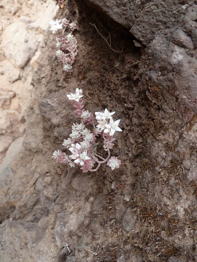 Sedum farinosum, photographed by aroche