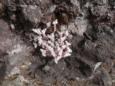 Sedum farinosum, photographed by aroche