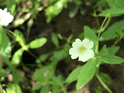 Gratiola floridana, photographed by John Kees