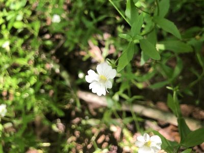Gratiola floridana, photographed by John Kees
