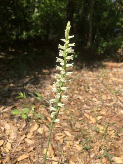 Spiranthes sylvatica, photographed by John Kees