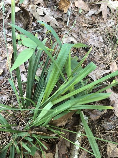 Carex striatula, photographed by John Kees