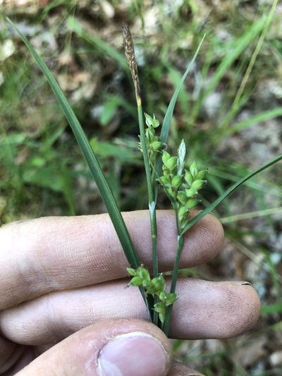 Carex striatula, photographed by John Kees