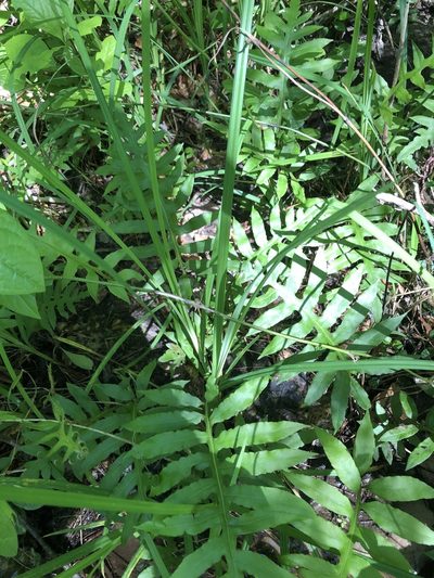Carex mitchelliana, photographed by John Kees