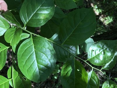 Ilex ambigua, photographed by John Kees