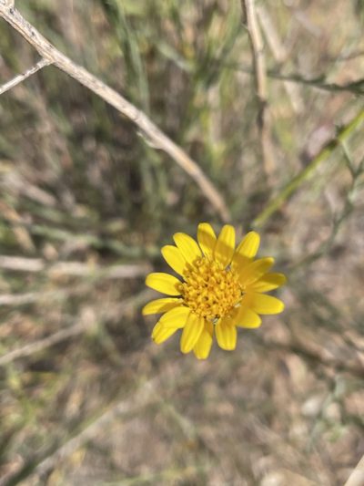 Xanthisma junceum, photographed by Sula Vanderplank
