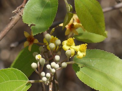 Grewia tiliifolia, photographed by Dinesh Valke