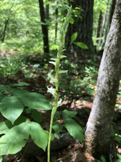 Spiranthes sylvatica, photographed by John Kees