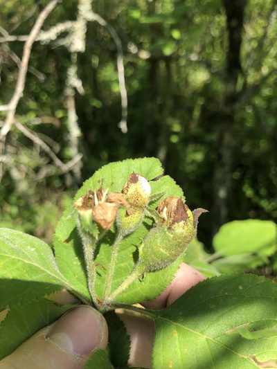 Crataegus triflora, photographed by John Kees
