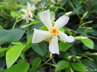 Trachelospermum asiaticum, photographed by Marco Mussita