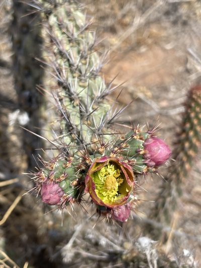 Cylindropuntia californica, photographed by Sula Vanderplank