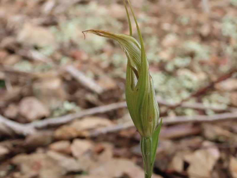 Pterostylis ampliata, photographed by Elspeth Swan