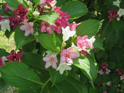 Weigela coraeensis, photographed by Marco Mussita