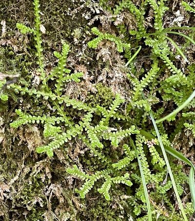 Selaginella douglasii, photographed by Barbara Banfield