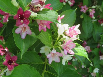 Weigela coraeensis, photographed by Marco Mussita