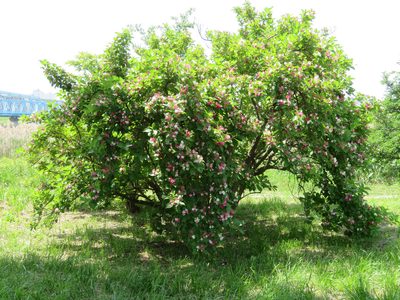 Weigela coraeensis, photographed by Marco Mussita