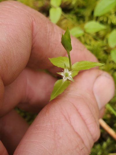 Stellaria crispa, photographed by Shane Johnson