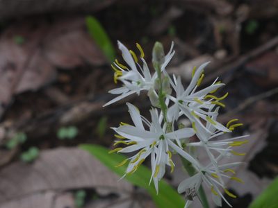 Chlorophytum borivilianum, photographed by Dinesh Valke