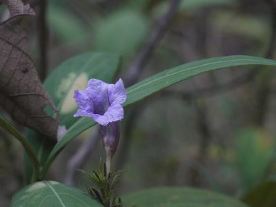 Strobilanthes integrifolia, photographed by Dinesh Valke