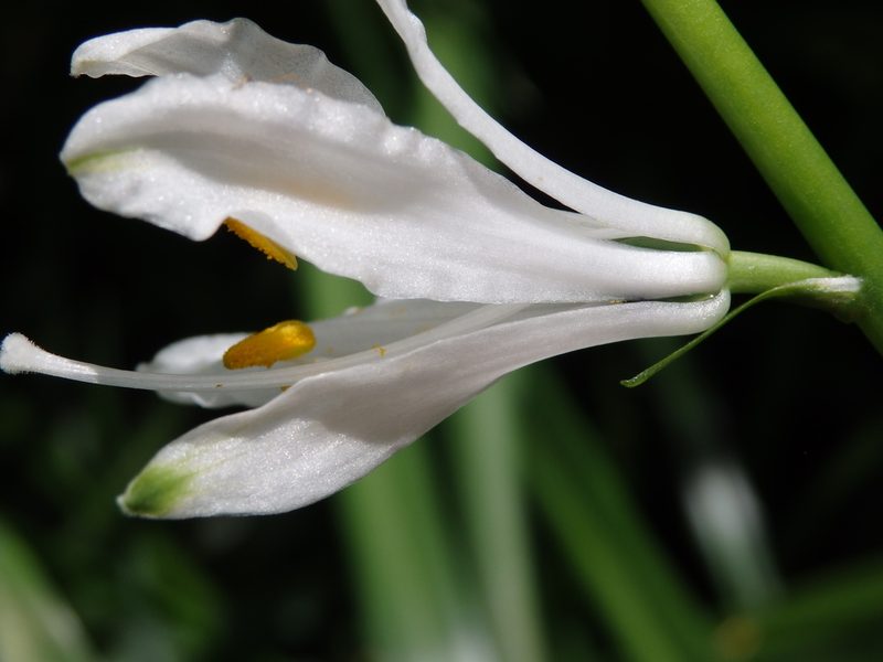 Paradisea lusitanica, photographed by Carminda Santos