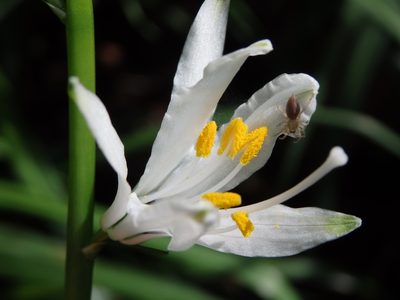 Paradisea lusitanica, photographed by Carminda Santos