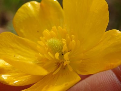 Ranunculus paludosus, photographed by Carminda Santos