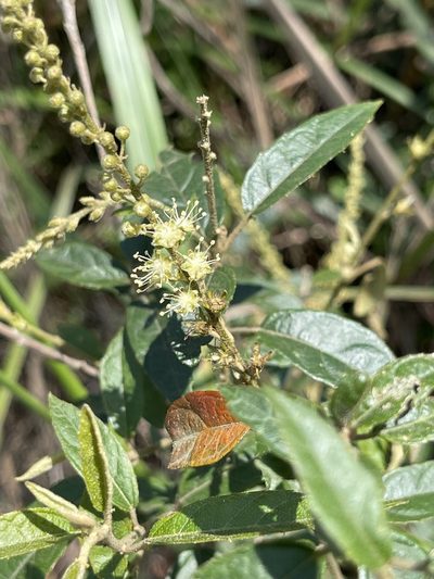 Croton lachnocarpus, photographed by Yj