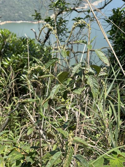 Croton lachnocarpus, photographed by Yj
