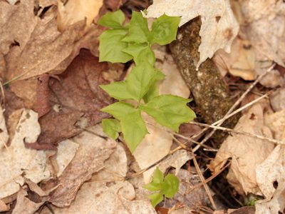 Nabalus trifoliolatus, photographed by Jamie Griffiths