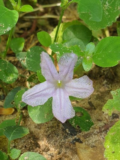 Ruellia prostrata, photographed by Aravinth