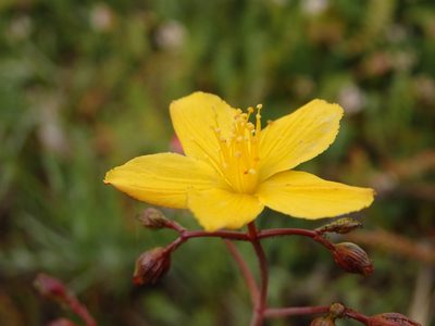 Hypericum linariifolium, photographed by Carminda Santos