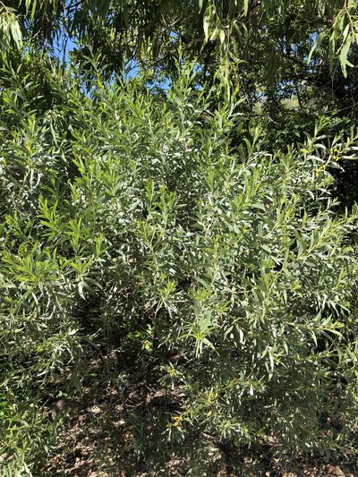 Acacia leptostachya, photographed by elawrey
