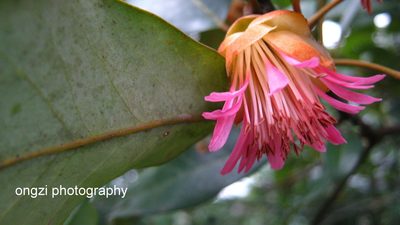 Rhodoleia championii, photographed by Ong Jyh Seng