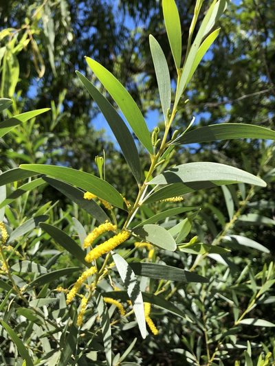 Acacia leptostachya, photographed by elawrey