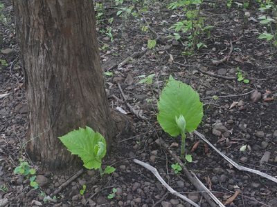 Leea macrophylla, photographed by Dinesh Valke