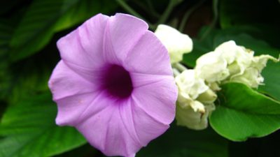 Argyreia nervosa, photographed by Ong Jyh Seng