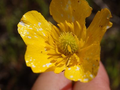 Ranunculus paludosus, photographed by Carminda Santos
