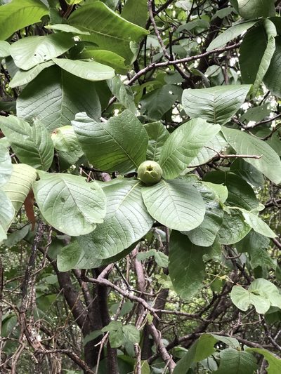 Larsenaikia ochreata, photographed by elawrey