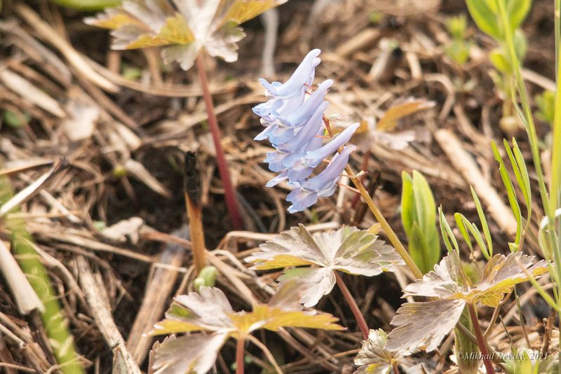 Corydalis ambigua, photographed by Mikhail Nevsky
