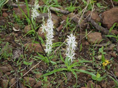 Chlorophytum borivilianum, photographed by Dinesh Valke