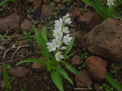 Chlorophytum tuberosum, photographed by Dinesh Valke