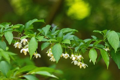 Styrax japonicus, photographed by WATANABE Hitoshi 渡辺仁