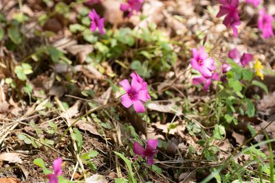 Oxalis brasiliensis, photographed by WATANABE Hitoshi 渡辺仁