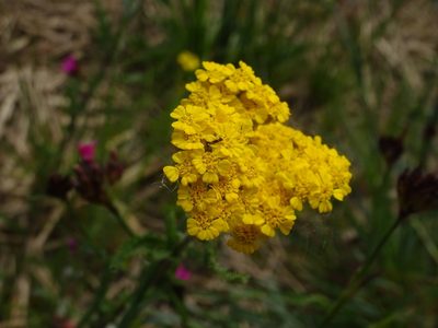 Achillea tomentosa, photographed by Isabella Paleari